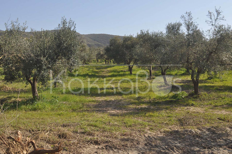 rows of olive trees at 'Ktima Kakkavos' crops